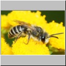 Colletes daviesanus - Seidenbiene m04b 9mm - Sandgrube Niedringhaussee det.jpg